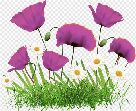 Flower Floral Design Common Daisy Flower Plant Stem Grass Annual