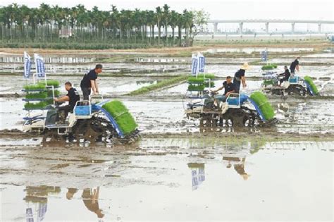 三亚力推“稻菜轮作”模式 解决土地闲置问题新浪海南新浪网