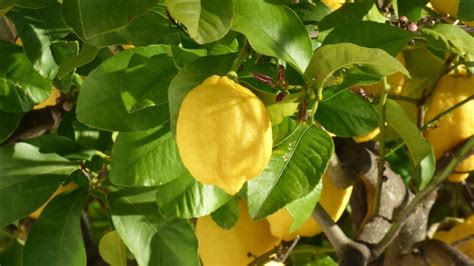 How To Grow A Patio Lemon Tree - About Tree