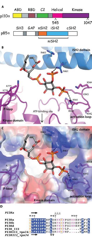 Lipid binding in PI3K A Domain organization of the PI3Kα subunits