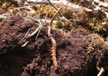 Ophiocordyceps sinensis - Alchetron, the free social encyclopedia