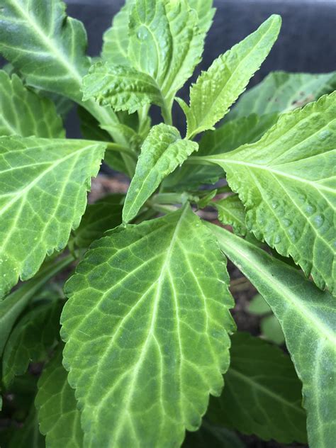 304 best Salvia Divinorum images on Pholder | Druggardening, Growin Salvia Divinorum and Salvia