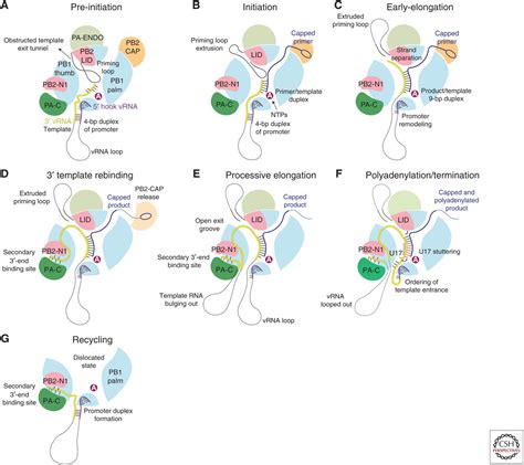 Structure And Function Of Influenza Polymerase