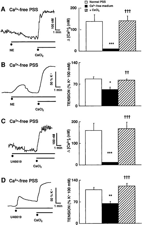 Representative Traces Left Showing The Increase In [ca 2 ] I A And Download Scientific