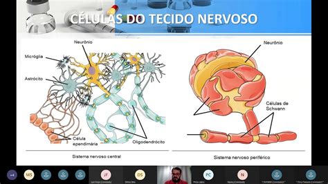 Ciências Morfofuncionais Dos Sistemas Nervoso E Cardiorrespiratório