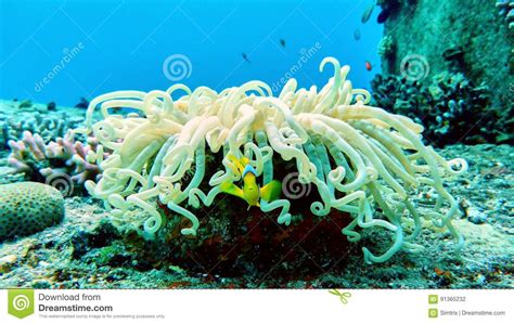 Clown Fish In Red Sea Stock Photo Image Of Israel Underwater