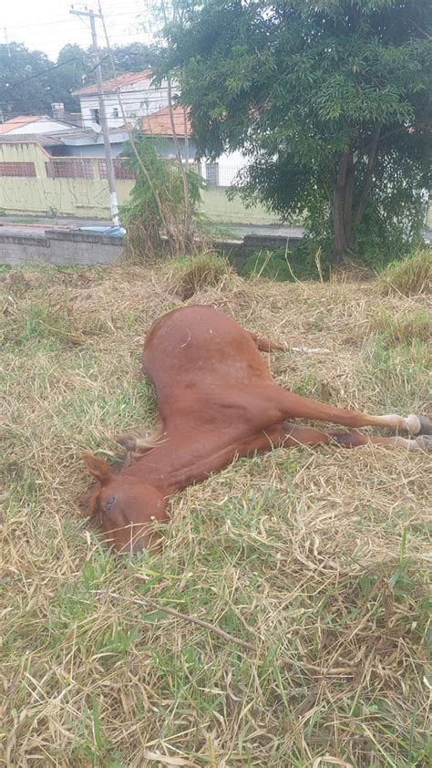 Três cavalos são encontrados mortos suspeita de envenenamento em