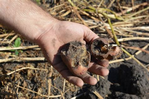 White Grubs Eating Potatoes Farmer Hold In Hand Potatos Damaged By A