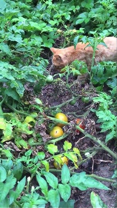 Бегемоты едят арбузы - YouTube