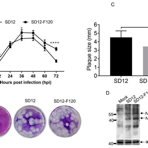 Replication Phenotypes Of SD12 F120 And SD12 In BHK 21 Cells A