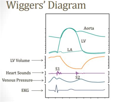 Wiggers Diagram Flashcards Quizlet