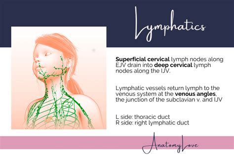 Superficial Anterior Cervical Lymph Nodes