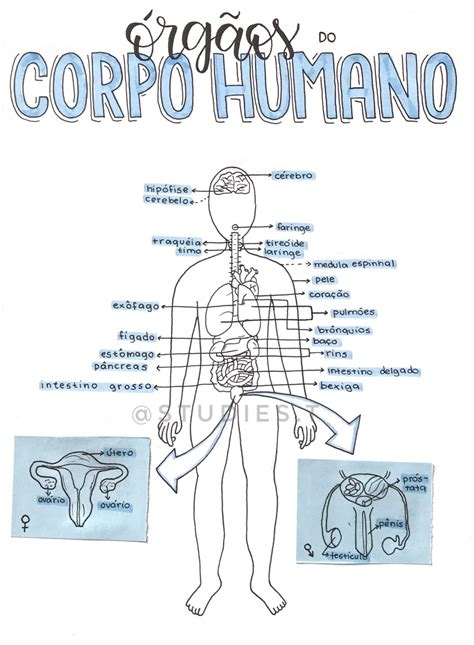 Mapa Mental Sobre Sistemas Do Corpo Humano Anatomia I Porn Sex Picture