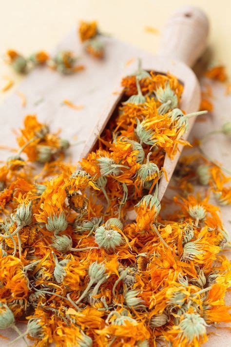 Calendula D Couvrez Ses Vertus Usages Et Recettes Bien Tre Herbal