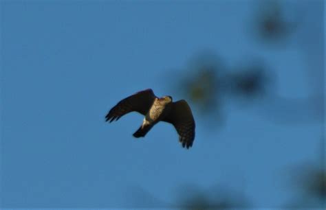 Beleg Sperber Accipiter Nisus Sperber Accipiter Nisus Flickr