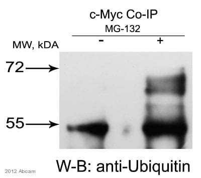 Anti-Ubiquitin antibody (ab7780) | Abcam