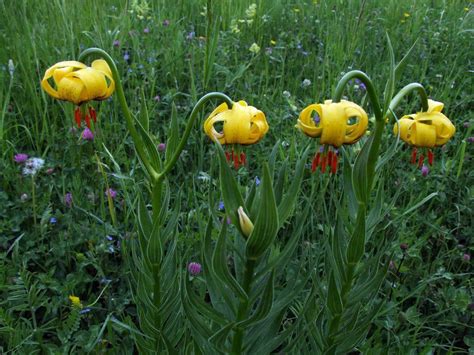 Lilium Bosniacum In Bosnia And Herzegovina
