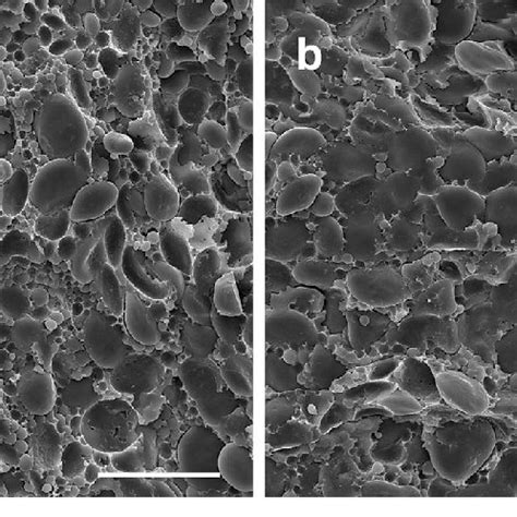 Scanning Electron Micrographs Of Mature Wheat Endosperm From F