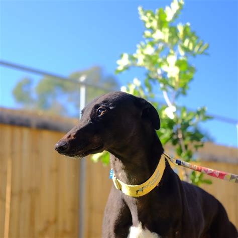 Greyhound Adoption Sydney • Greyhound Rescue