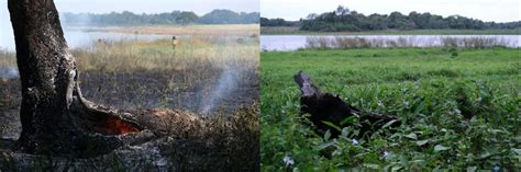 La Increíble Recuperación De Los Esteros Del Iberá Tras El Fuego Devastador Diario La Capital