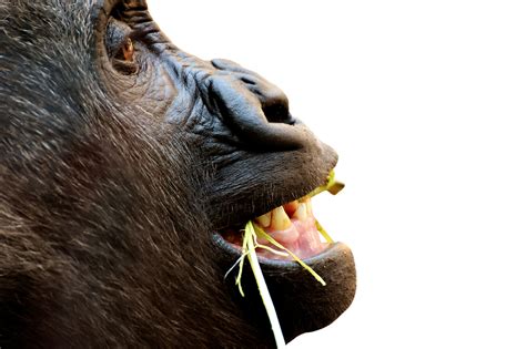 Gorilla Apa Roligt Gratis Foto P Pixabay Pixabay