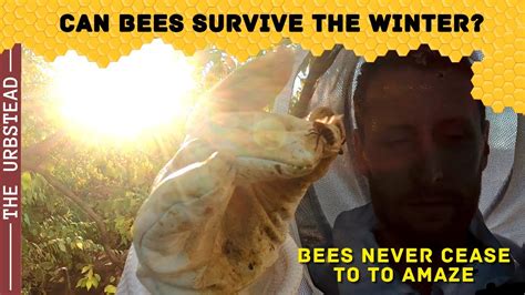 Steps To Take To Winterize Your Beehive Farewell Brave Bees Youtube