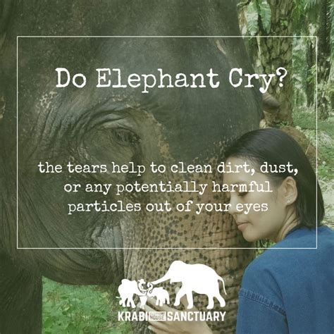 Elephant Tear, Do Elephant Cry? Krabi Elephant House Sanctuary