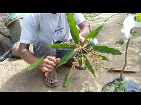 CARA OKULASI ATAU SAMBUNG PUCUK POHON MANGGA AGAR BERHASIL YouTube