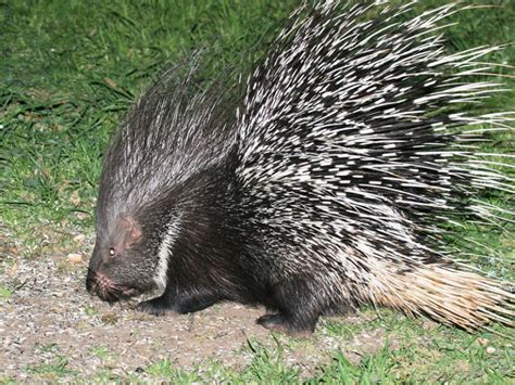 Indian Crested Porcupine Mammals At Rajaji National Park RAJAJI