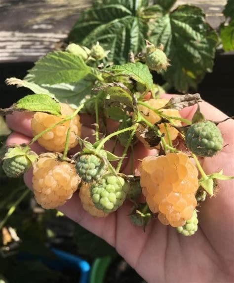 What Do Anne Yellow Raspberries Taste Like Plus Container Garden Tips Delishably