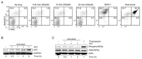 Real-time Analysis of Transcription Factor Binding, Transcription ... 