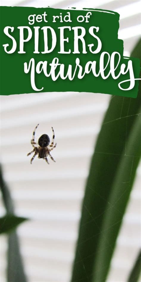 How To Keep Spiders Away From Your House Keep Spiders Away Natural Spider Repellant Get Rid