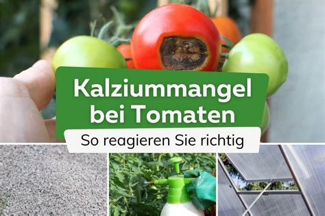 Kalziummangel Bei Tomaten Was Tun