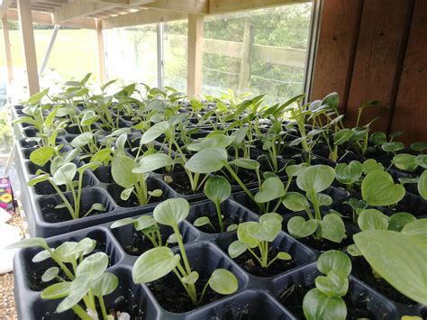 Growing hostas from seeds — BBC Gardeners' World Magazine