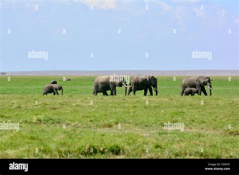 African Bush Elephant African Savanna Elephant Afrikanischer Elefant