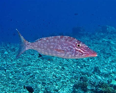 Lethrinus Olivaceus Facts Diet Habitat And Pictures On Animaliabio