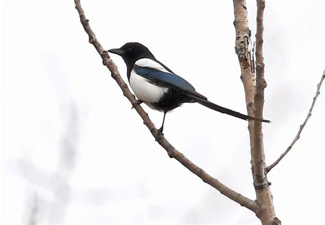 Another State First Black Billed Magpies Attempt Breeding In Northwest