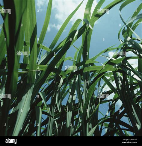 Elephant grass biomass fuel hi-res stock photography and images - Alamy