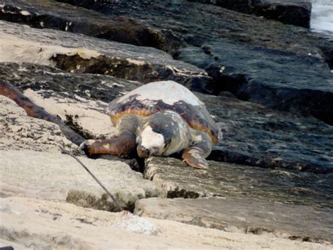 Spiaggiata Una Tartaruga A Cala S Andrea Movimento Liberatorio