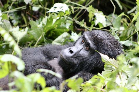 Days Rwanda Gorilla Trekking Habituation Wildlife Safari Early