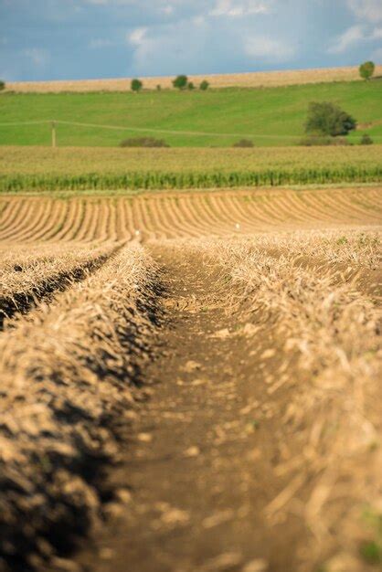 Las Plantaciones Crecen Cosecha De Papas Org Nicas Frescas En El Campo