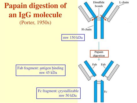 Ppt Chapter 4 Immunoglobulins Structure And Function Powerpoint Presentation Id 4524596