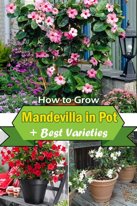 Best Mandevilla Varieties How To Grow Mandevilla In Pot Artofit