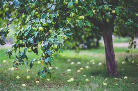 Homemade fungicides for fruit trees - DIY Gardens