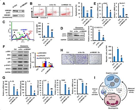 Hmgb Knockdown Impaired Neutrophil Activation By Gastric Cancer