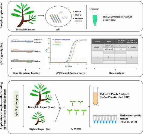 Schematic Flew Diagram Of Qpcr Genotyping Dna Of Loquat Leaves Was