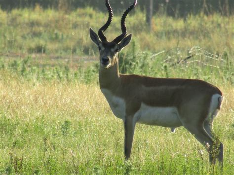 Blackbuck 3 Day Hunt Antlered Acres Okeechobee Hunting