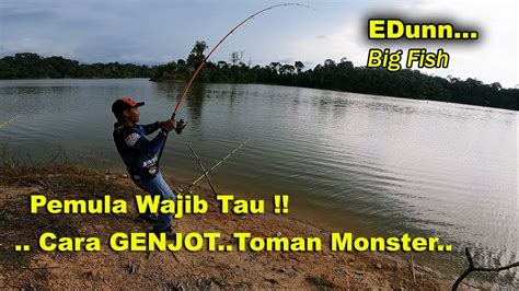 Ngeri GENJOTAN Kasar Ikan Toman Monster YouTube