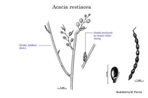 Factsheet Acacia Restiacea
