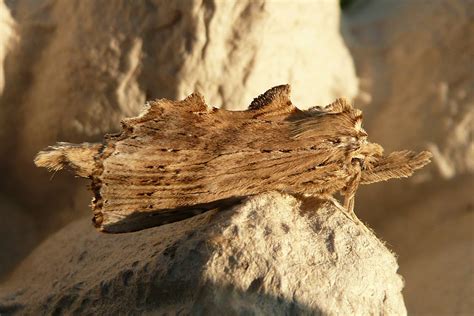 71 020 Pale Prominent Pterostoma Palpina Dumfries Galloway Moths